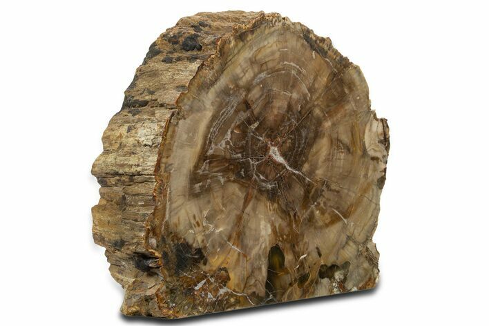 Colorful Polished Triassic Petrified Wood Stand-Up - Utah #344110